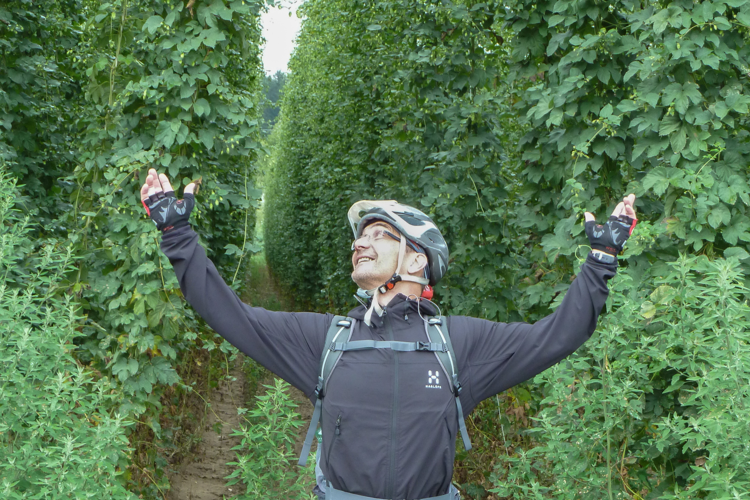 In den Hopfengärten